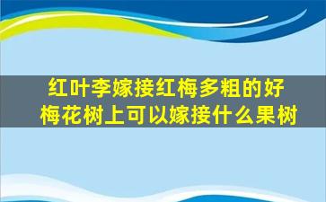 红叶李嫁接红梅多粗的好 梅花树上可以嫁接什么果树